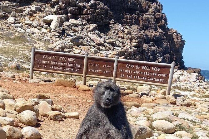 Small Group Tour: Penguins, Cape Point and Cape of Good Hope - Key highlights at a glance
