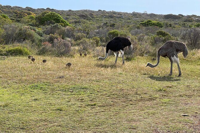 Small Group Tour: Penguins, Cape Point and Cape of Good Hope - Cape Peninsula in One Morning: Why This Route Works