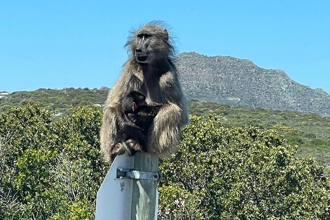 Small Group Tour: Penguins, Cape Point and Cape of Good Hope - Maiden’s Cove Views: Ocean on One Side, Mountains on the Other