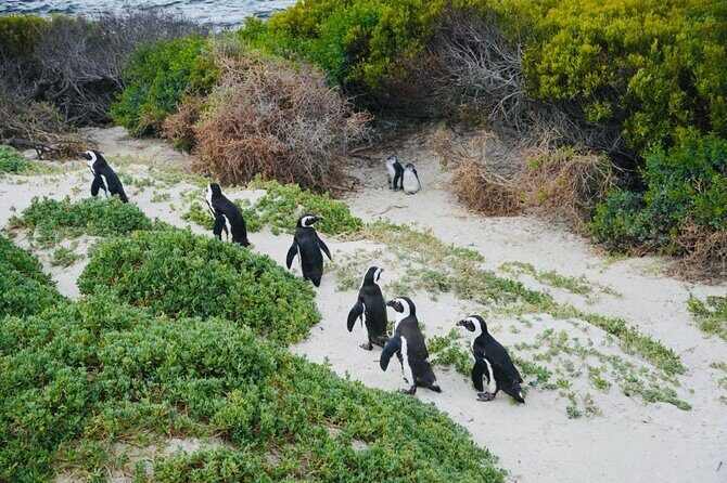 Small Group Tour: Penguins, Cape Point and Cape of Good Hope - Bo-Kaap Color and Cape Malay Quarter Stories