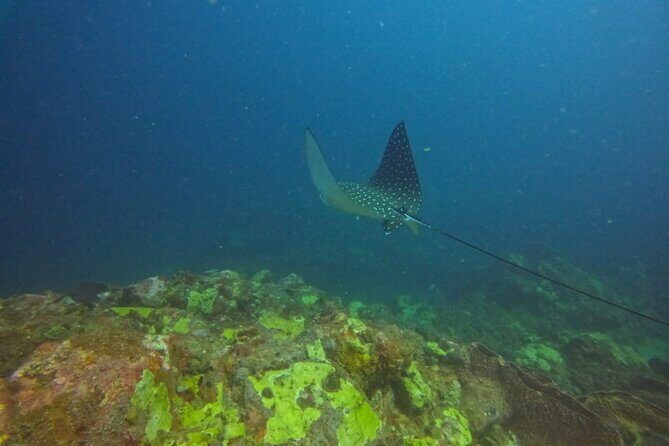 Snorkeling at Pigeon Island - Snorkel From the Shore at Pigeon Island National Park