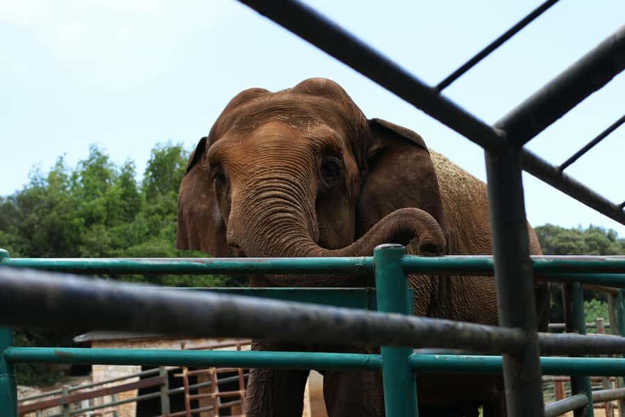 South Africa from Joburg: Elephant Sanctuary Half Day Tour - Key Things You’ll Love About This Elephant Sanctuary Visit