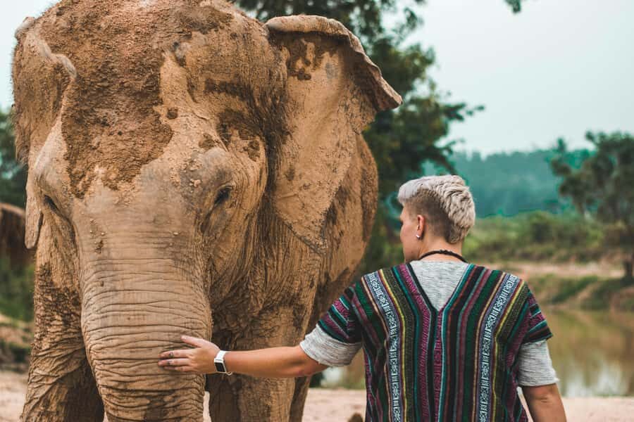 South Africa from Joburg: Elephant Sanctuary Half Day Tour - Getting From Your Pickup to Hartbeespoort Without Stress