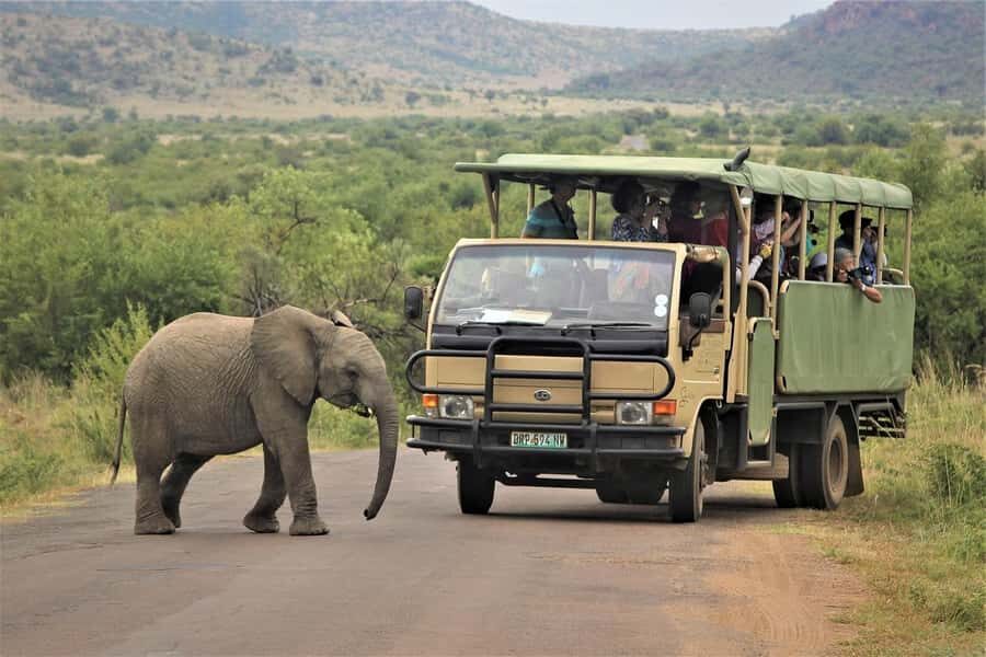 South Africa from Joburg: Elephant Sanctuary Half Day Tour - Feeding and Trunk-in-Hand Walking With Handlers