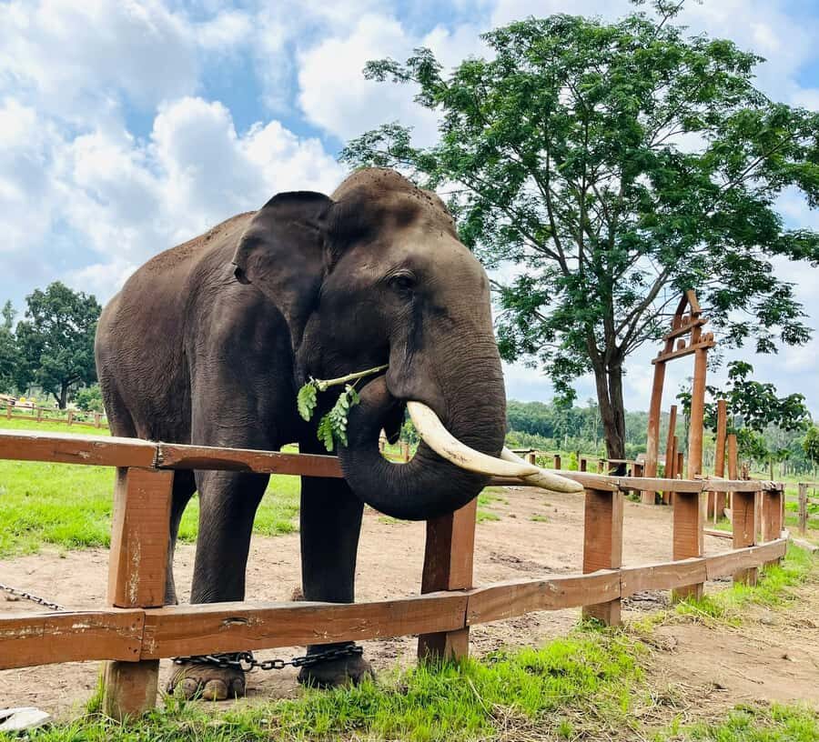 South Africa from Joburg: Elephant Sanctuary Half Day Tour - Arriving at the Sanctuary: What That First Walk Feels Like
