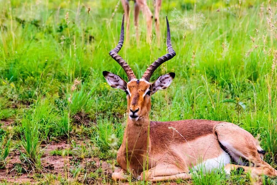 South Africa Joburg: Pilanesberg National Park Day Tour - Key Things I’d Bet Your Day on