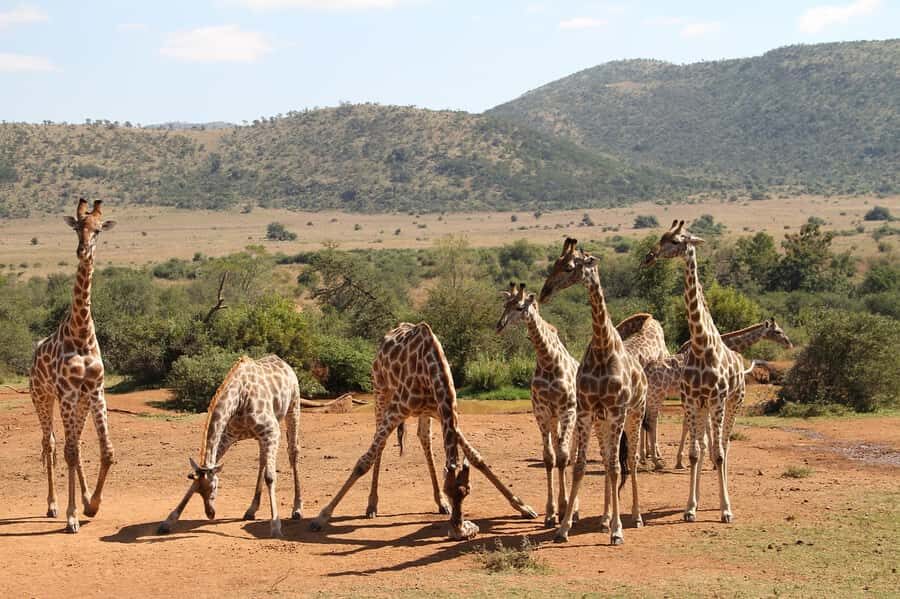 South Africa Joburg: Pilanesberg National Park Day Tour - Pilanesberg National Park: The Volcanic Crater Safari Day From Joburg