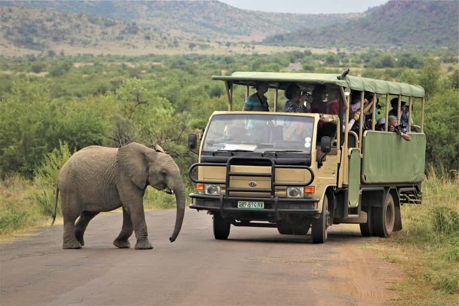 South Africa Joburg: Pilanesberg National Park Day Tour - The Midday Reset: Break Time, Then Back Out for More Wildlife Time