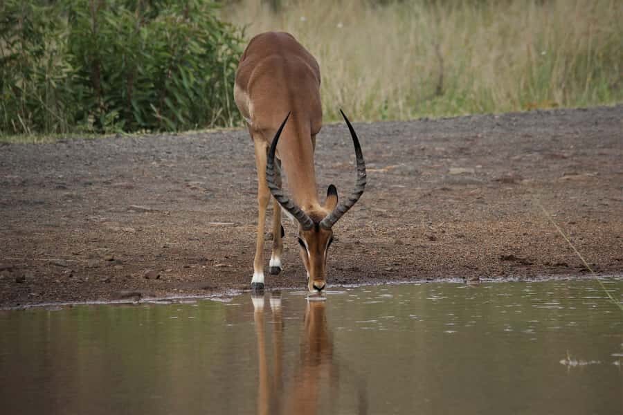 South Africa Joburg: Pilanesberg National Park Day Tour - Big Five Sightings in Practice: What You Might See at Pilanesberg