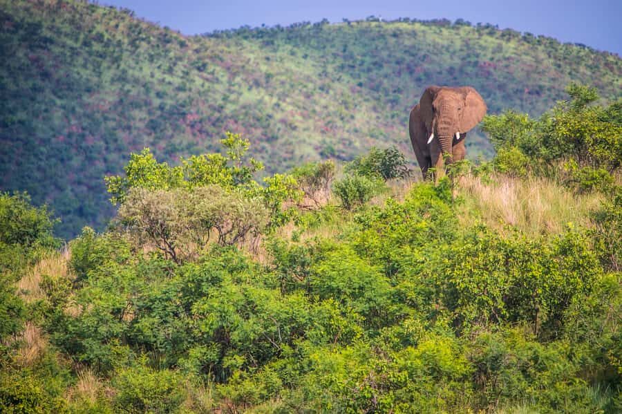 South Africa Joburg: Pilanesberg National Park Day Tour - Two Game Drives (Morning and Afternoon) That Actually Give You Chances