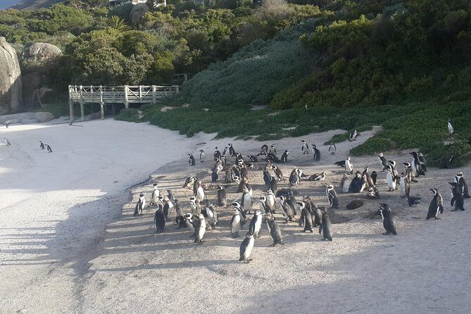 South Africa's Cape Peninsula Tour - Getting around: pickup, private group vibes, and a comfortable day