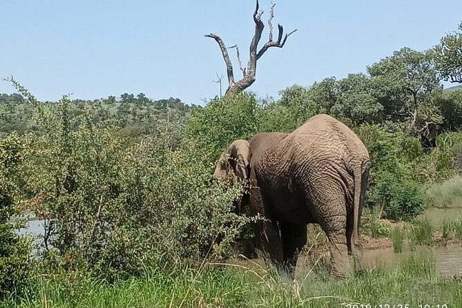 Soweto & Apartheid Museum, Cultural Village, Wildlife and Safari - Should you book Nhlalala’s Soweto, Apartheid Museum, Cultural Village, and Pilanesberg Safari?