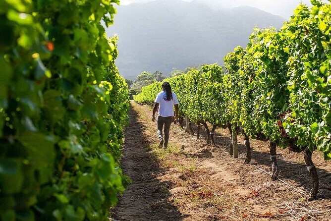 Splendour in the Winelands - Private Tour - Stop 1: Stellenbosch Wine Routes with Gardens and Deli-Style Bites
