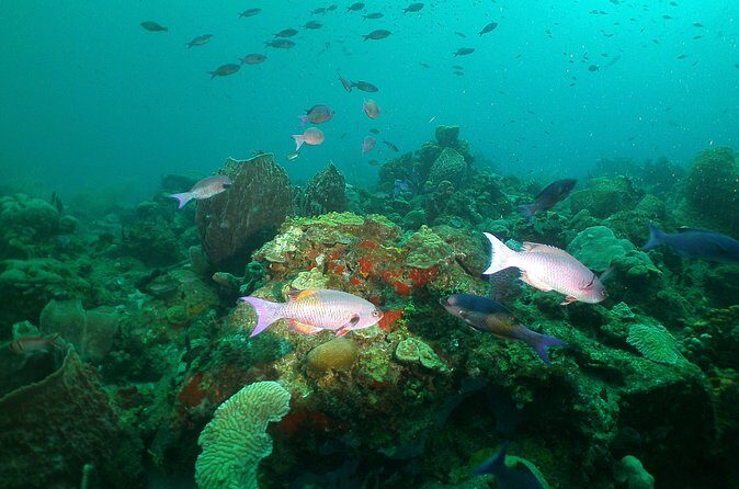 St Lucia Beginner Scuba Diving Tour - Your first tank session: training, depth limits, and what to expect down there