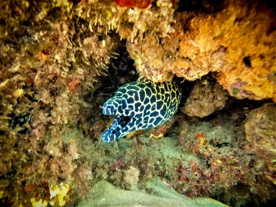 St. Lucia: Cape Vidal Snorkeling Adventure - Key things to know before you go