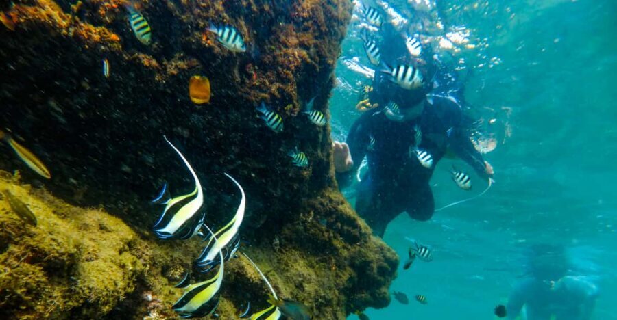St. Lucia: Cape Vidal Snorkeling Adventure - Your snorkeling run: stingrays, octopus, and a gold-seeking shipwreck