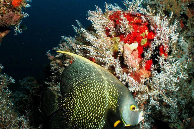 St Lucia Certified Scuba Diving Tour - Key Points at a Glance