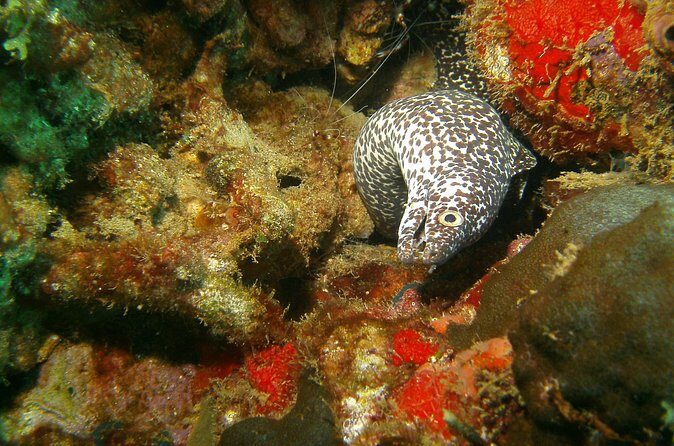 St Lucia Certified Scuba Diving Tour - Getting To Marigot Bay Without Losing Your Morning