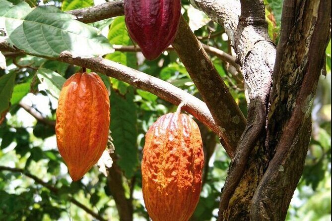 St Lucia Chocolate Making Marigot Bay & Souvenir Shopping - What I’d do differently: practical tips for a smoother day