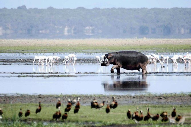 St Lucia Isimangaliso Boat Safari Day Tour from Durban - Price and value: what your $199.36 is really buying