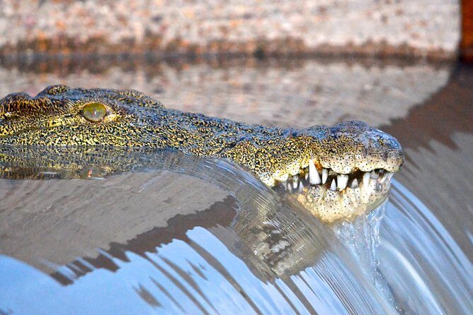 St Lucia Isimangaliso Boat Safari Day Tour from Durban - iSimangaliso Wetland Park: what you’re trying to spot (and what to expect)