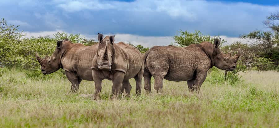 St Lucia: iSimangaliso Wetland Park: Full-Day/Half-Day Tour - Why iSimangaliso Wetland Park Feels Different From a Typical Safari