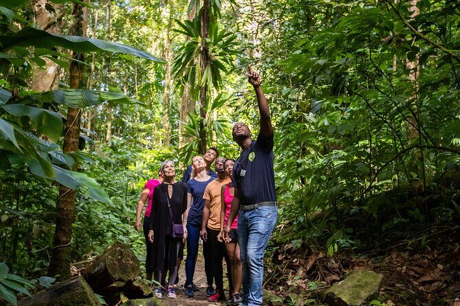 St Lucia Ultimate 3 Package: Aerial Tram, Zipline and Hiking - Rainforest hike: what you learn on foot