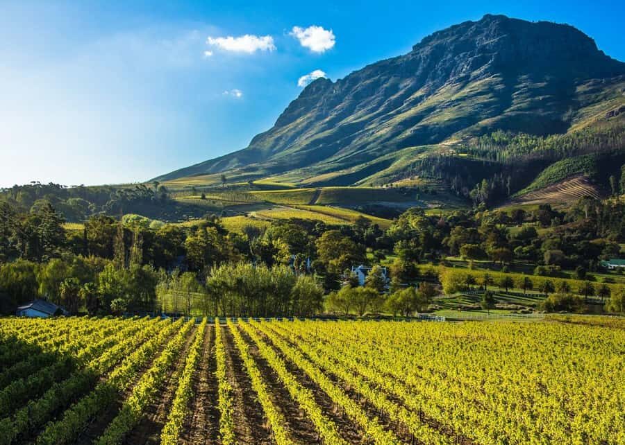 Stellenbosch: All-inclusive Private Wine Tour & Tastings - Boutique and Old Wineries: How the Tastings and Pairings Are Set Up