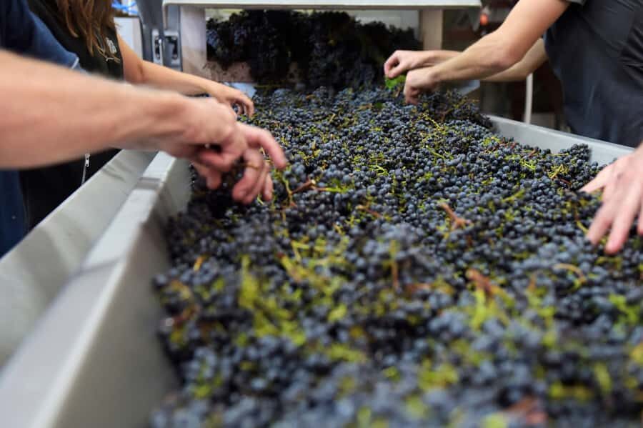 Stellenbosch: All-inclusive Private Wine Tour & Tastings - Vineyard Walk-and-Talk Plus a Cellar Tour (If It’s Available)