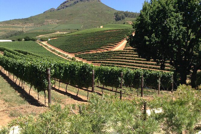 Stellenbosch Franschhoek Full-Day Tour with Cheese Tasting - Cape Winelands in One Day: Stellenbosch to Franschhoek