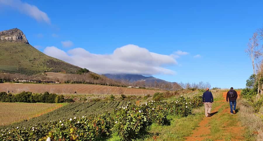 Stellenbosch: Guided Vineyard Hike and Wine Tasting - Key points I’d circle on the day