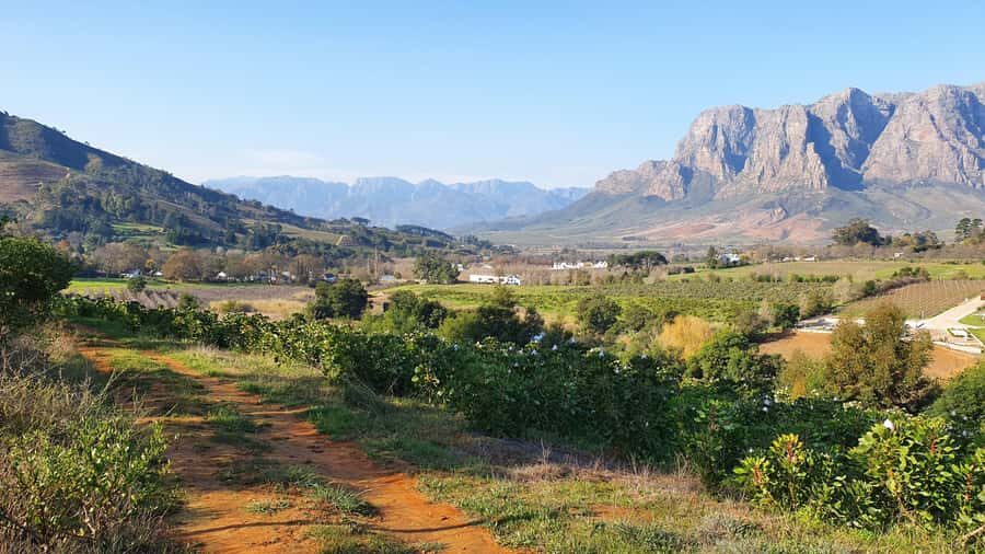 Stellenbosch: Guided Vineyard Hike and Wine Tasting - Two Estates and a Cellar Tour: how the tastings are staged