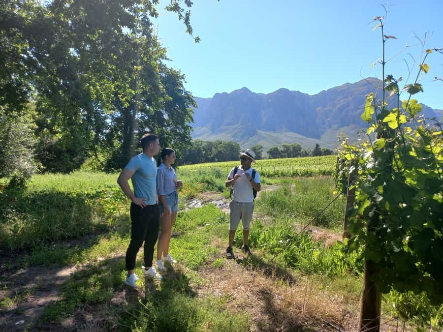 Stellenbosch: Half-Day Guided Nature Hike and Wine Tasting - The guide and small-group feel: better questions, less crowding