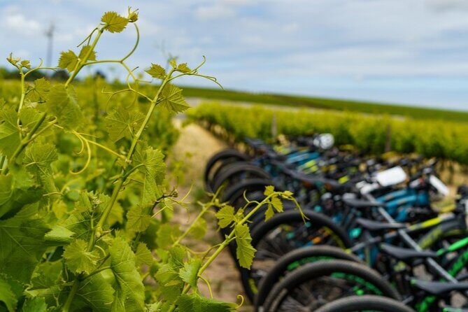 Stellenbosch Half Day Winelands Mountain Bike Tour - Key Things to Know Before You Go