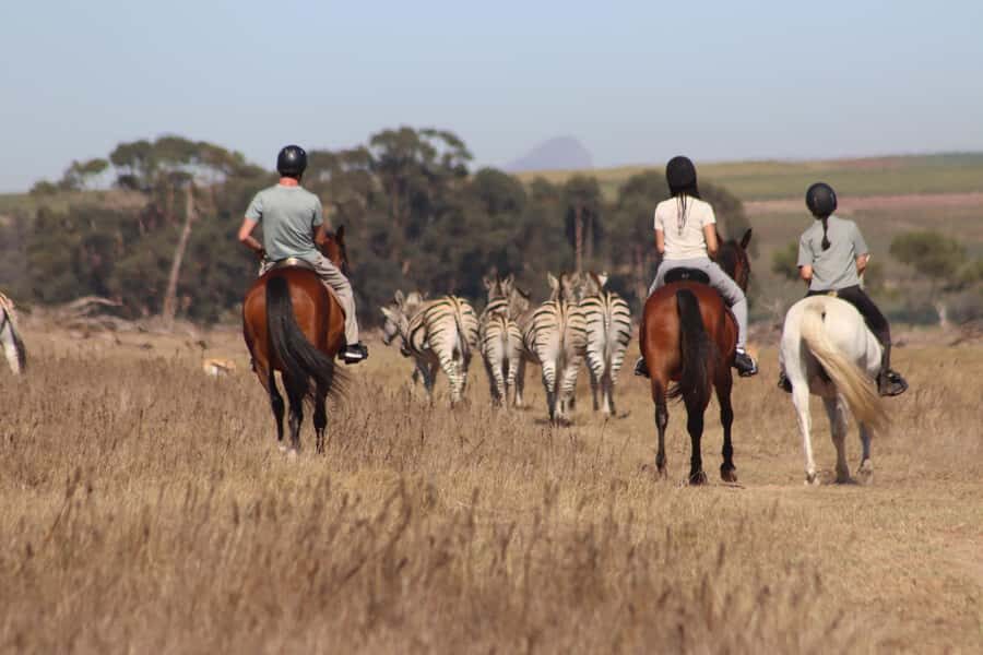 Stellenbosch: Horse Riding Wildlife Safari - Key points to know before you go