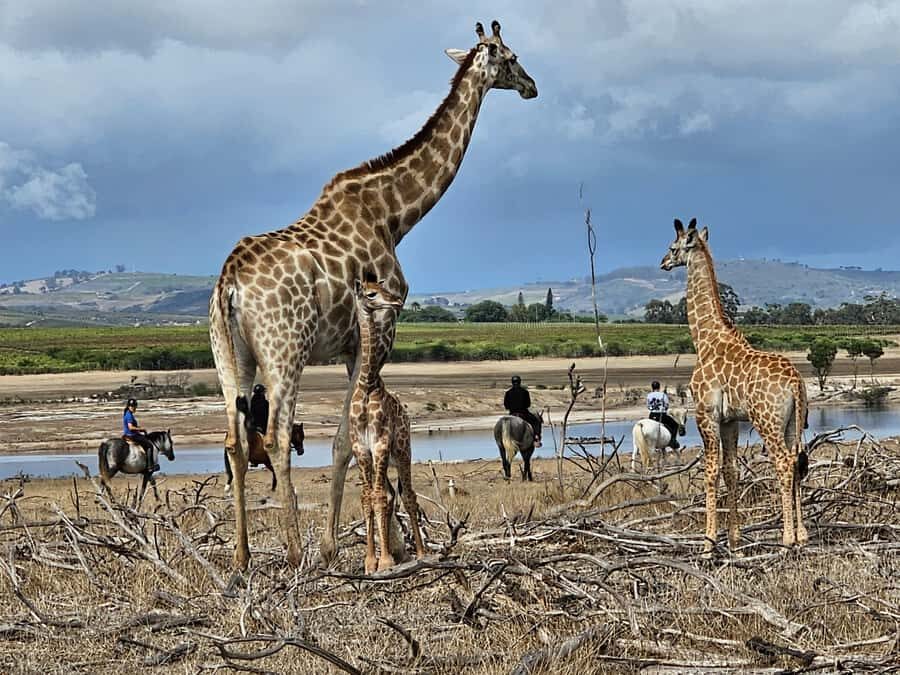 Stellenbosch: Horse Riding Wildlife Safari - A 90-minute Stellenbosch horse riding wildlife safari, done at animal level