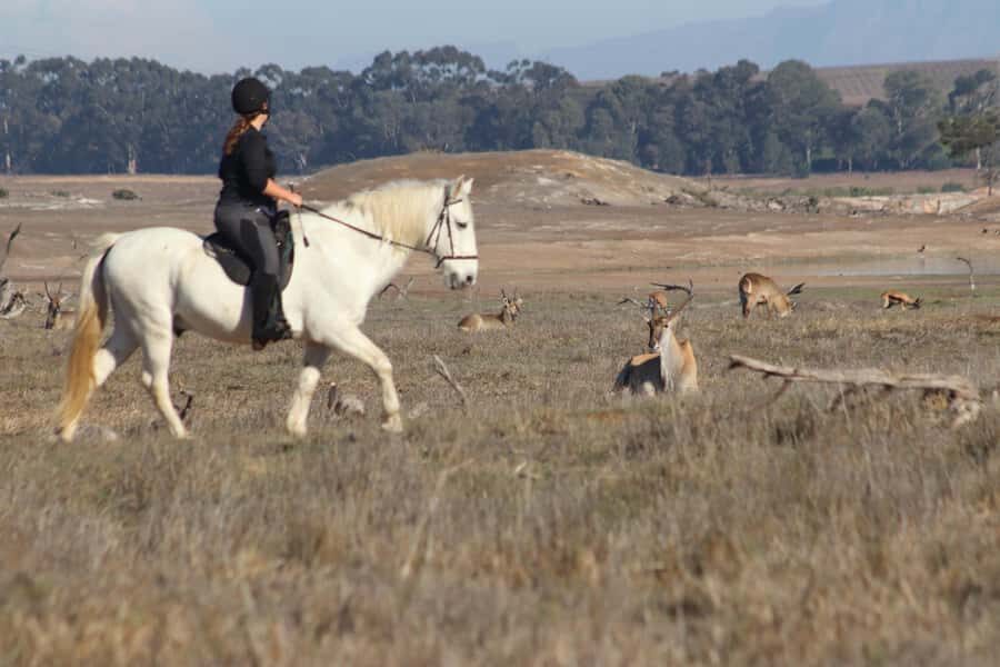 Stellenbosch: Horse Riding Wildlife Safari - Wildlife you can realistically expect in the 240ha reserve