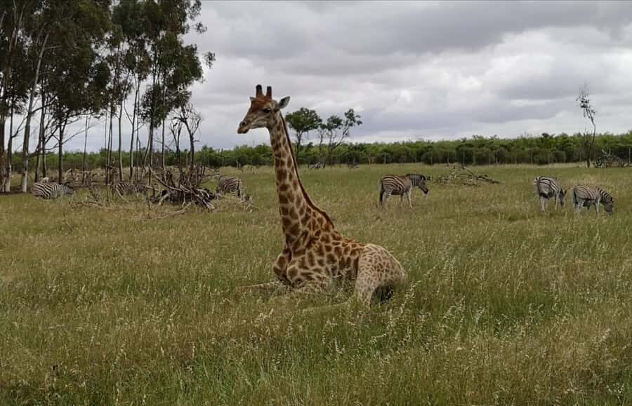 Stellenbosch: Horse Riding Wildlife Safari - How the ride flows: Pete’s start, reserve viewing, and the return