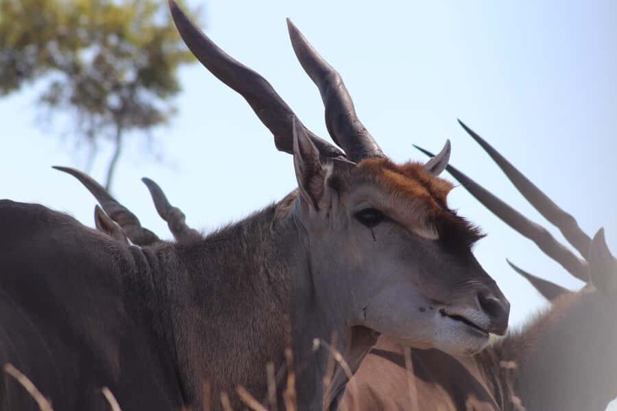 Stellenbosch: Horse Riding Wildlife Safari - Price and value: why $98 can be worth it