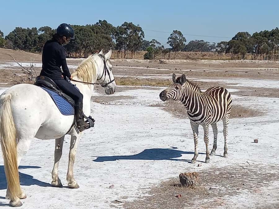Stellenbosch: Horse Riding Wildlife Safari - Who this Stellenbosch horse safari suits best (and who should skip it)