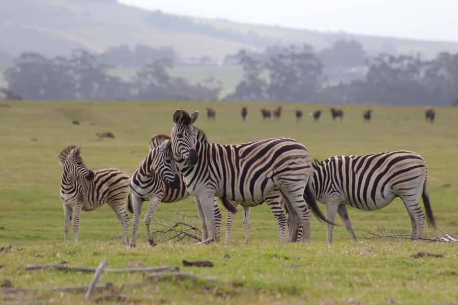 Stellenbosch: Horse Riding Wildlife Safari - FAQ