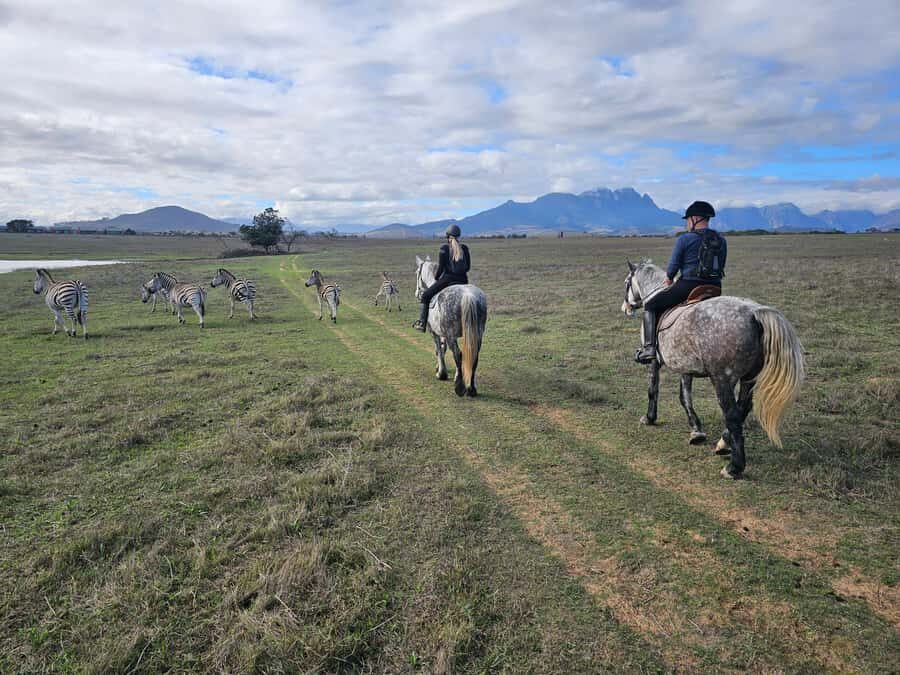 Stellenbosch: Horse Riding Wildlife Safari - Horses and riding style: gentle, controlled, and not overly technical