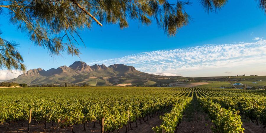 Stellenbosch North Guided Wine Safari (Tastings Excluded) - Key Takeaways Before You Go