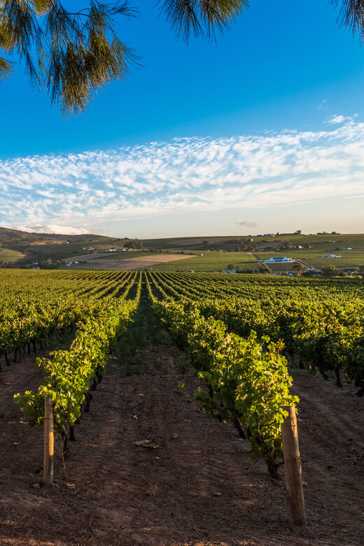 Stellenbosch North Guided Wine Safari (Tastings Excluded) - Glenelly Finish With Wine and Stellenbosch Views