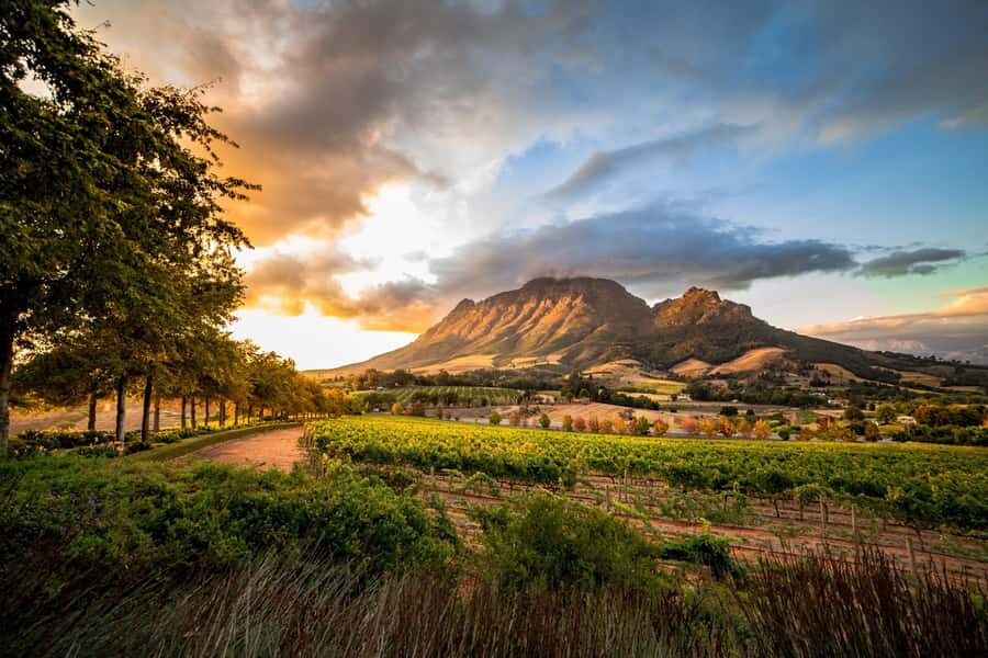 Stellenbosch North Guided Wine Safari (Tastings Included) - The Open Safari Vehicle Ride and What You’ll See Along the Way
