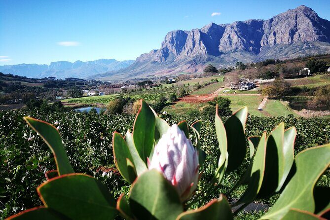 Stellenbosch Private E-Bike & Wine Tour - Price and Value: $103.89 for a Private Wine Day