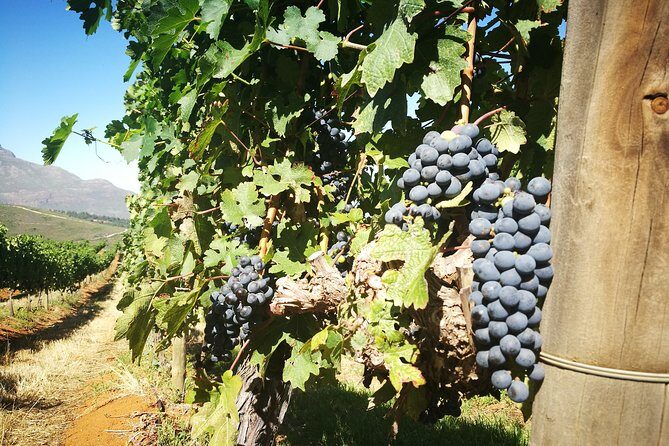 Stellenbosch Vineyard Walk & Wine Tasting - The route: Zorgvliet to Tokara (and why the order matters)