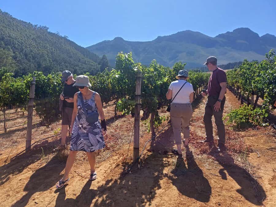 Stellenbosch wine tour, all inclusive of lunch and tastings. - Price and value: what $105 buys you (and what it doesn’t)