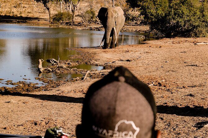 Sunrise Game Drive in Big5 Reserve - Hoedspruit Private Reserve Access: Blue Canyon and the Quiet Edge