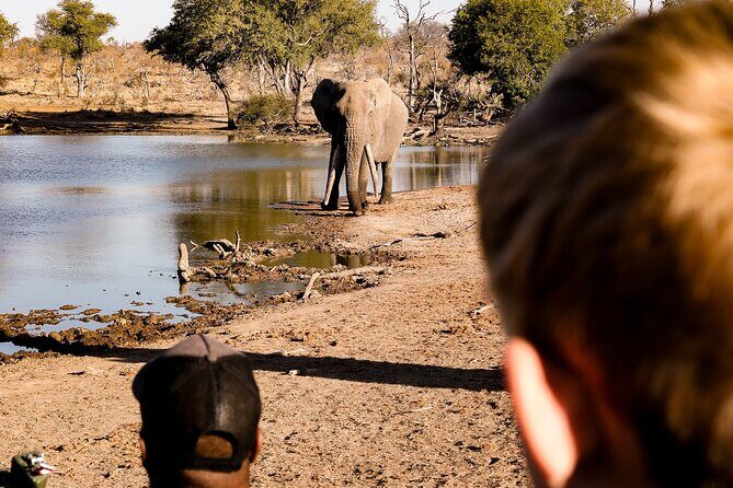 Sunrise Game Drive in Big5 Reserve - What Happens During the Drive (And Why It Matters)